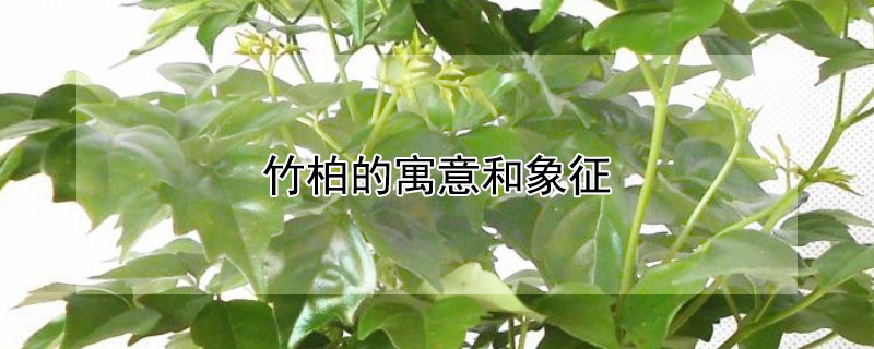 竹柏的寓意和象征 竹柏的寓意和象征 视频