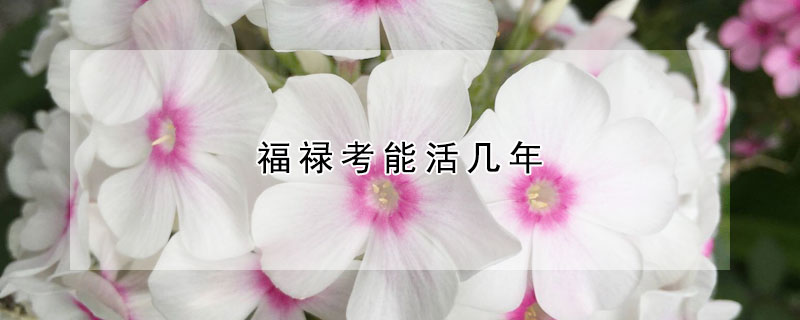 福禄考能活几年 福禄考是多年生的吗