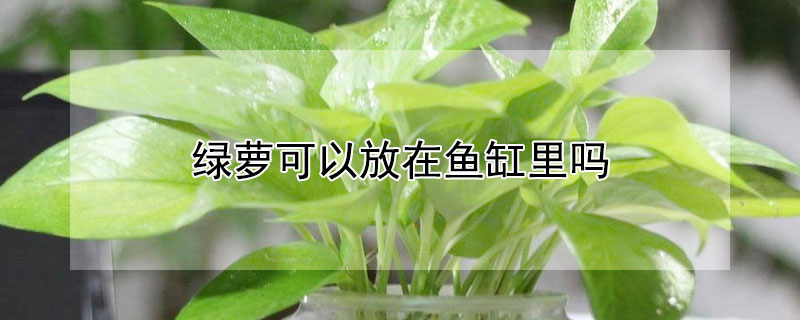 绿萝可以放在鱼缸里吗 绿萝可以放在鱼缸上面吗