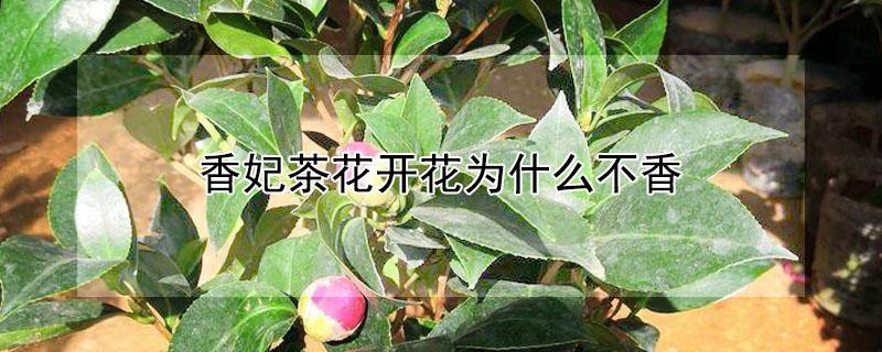 香妃茶花开花为什么不香 香妃茶花不香怎么回事