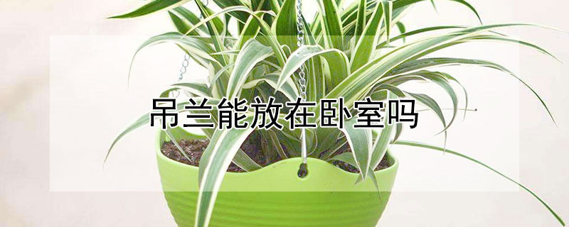 吊兰能放在卧室吗 吊兰能放在卧室吗风水