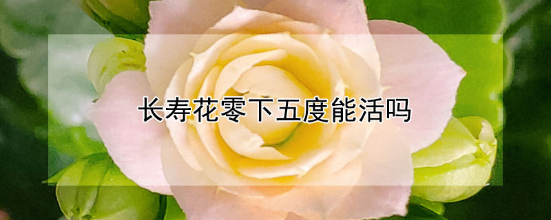长寿花零下五度能活吗 长寿花零下五度能活吗视频