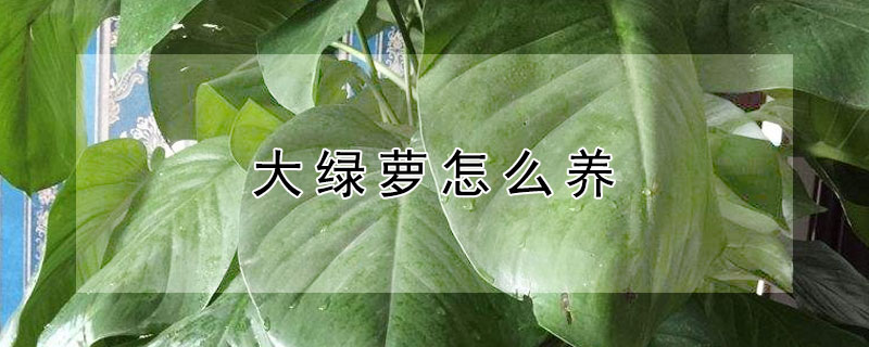 大绿萝怎么养 大绿萝怎么养才能更旺盛几天浇一次水