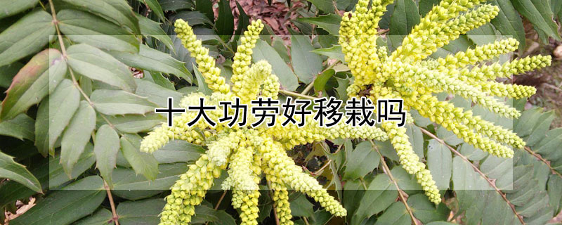 十大功劳好移栽吗（十大功劳怎么种植）