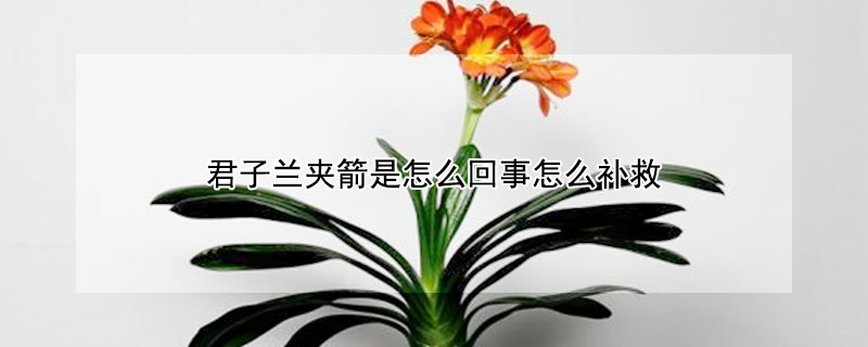 君子兰夹箭是怎么回事怎么补救 君子兰夹箭有哪些原因?有哪些对策?