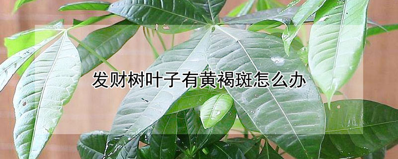 发财树叶子有黄褐斑怎么办（发财树树叶长斑点怎么处理）
