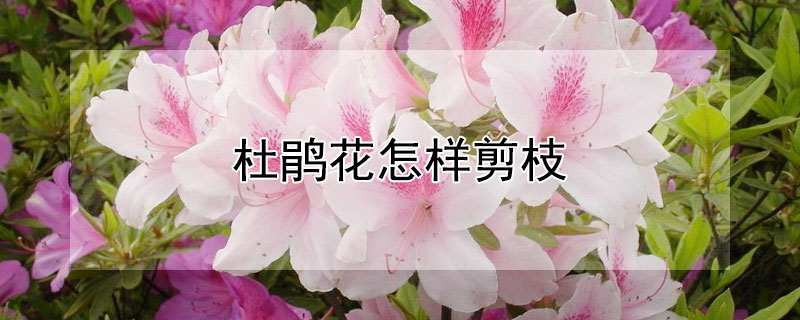 杜鹃花怎样剪枝 杜鹃花怎样剪枝最佳