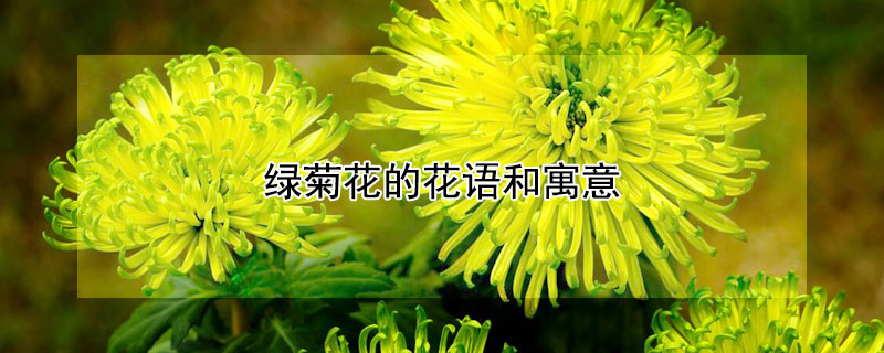 绿菊花的花语和寓意 绿菊花的花语和寓意图片