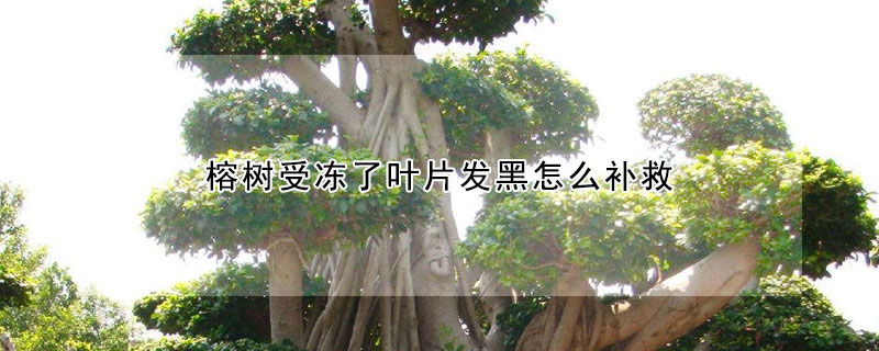 榕树受冻了叶片发黑怎么补救 榕树受冻了叶片发黑怎么补救呢
