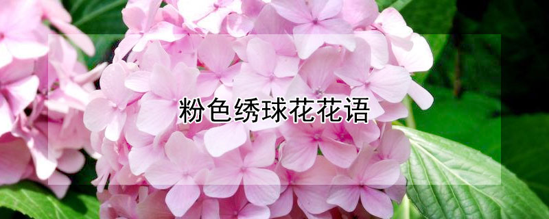 粉色绣球花花语（粉色绣球花花语是什么呀）