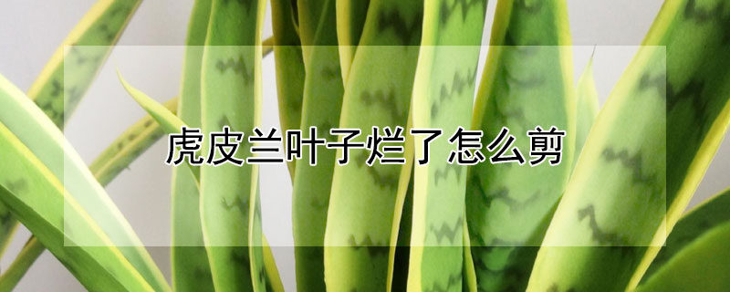 虎皮兰叶子烂了怎么剪（虎皮兰叶子中间烂了什么原因）