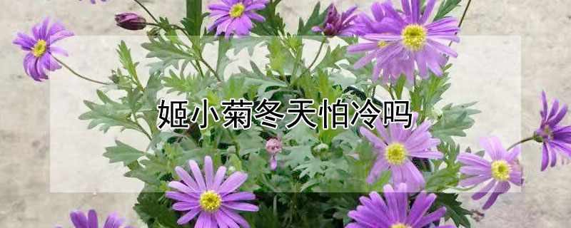 姬小菊冬天怕冷吗 姬小菊冬天可以播种吗