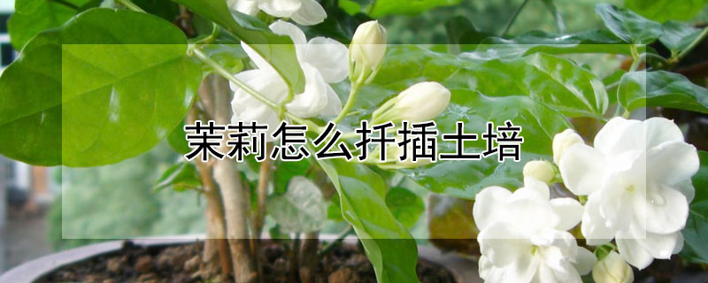 茉莉怎么扦插土培（茉莉怎样扦插）