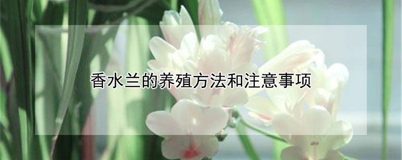 香水兰的养殖方法和注意事项（香雪兰种球的种植方法时间）