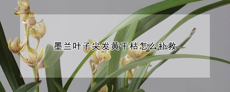 墨兰叶子尖发黄干枯怎么补救 墨兰的寓意和象征风水