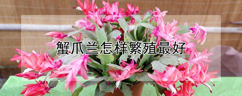 蟹爪兰怎样繁殖最好（蟹爪兰怎样繁殖最好看）