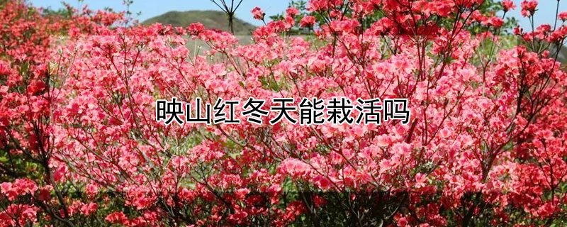 映山红冬天能栽活吗 映山红冬天可以移栽吗