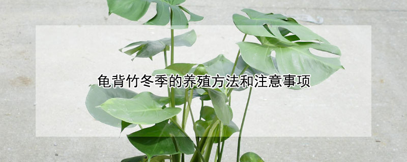 龟背竹冬季的养殖方法和注意事项 龟背竹冬季的养殖方法和注意事项视频