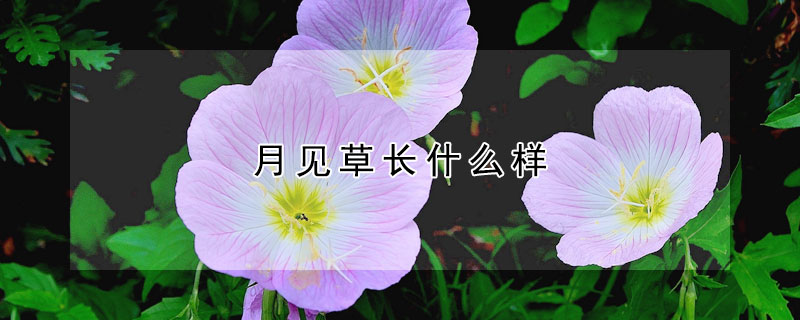月见草长什么样 月见草长什么样子