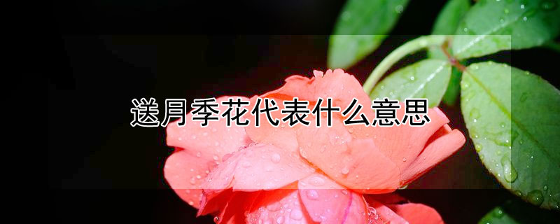 送月季花代表什么意思 月季花的寓意和花语