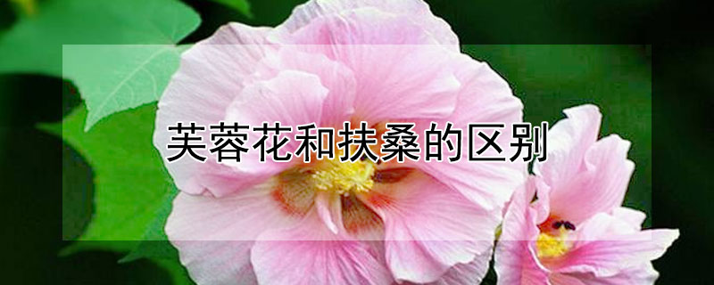 芙蓉花和扶桑的区别 芙蓉花和扶桑的区别图片