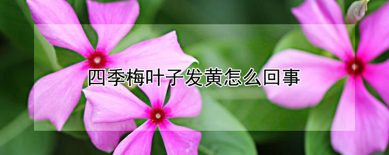 四季梅叶子发黄怎么回事（四季梅叶子发黄怎么回事儿）