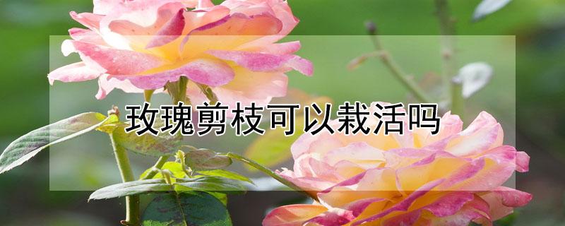 玫瑰剪枝可以栽活吗（玫瑰剪枝可以栽活吗）