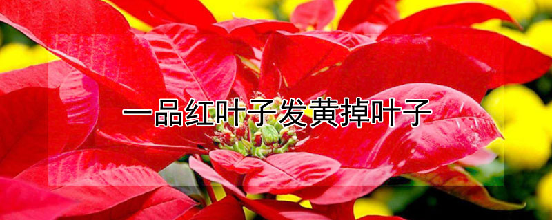 一品红叶子发黄掉叶子 一品红叶子发黄掉叶子怎么处理