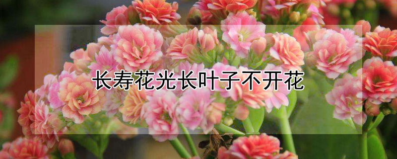 长寿花光长叶子不开花（长寿花光长叶子不开花是什么原因）