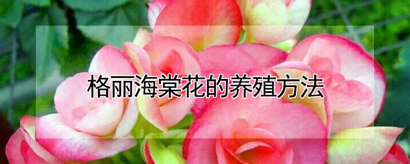 格丽海棠花的养殖方法 格丽海棠花怎样繁殖