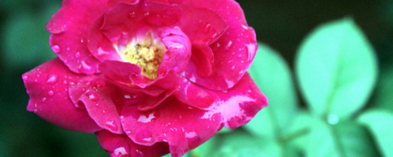 月季老根怎么种（月季老根还能开花吗）