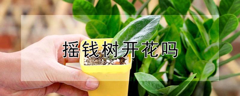 摇钱树开花吗 摇钱树开花吗?什么形状?
