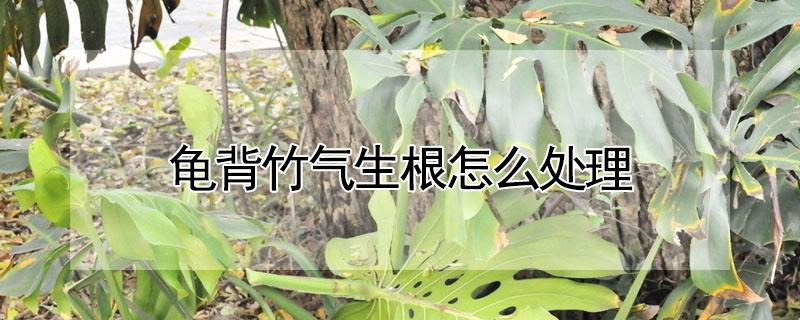 龟背竹气生根怎么处理 龟背竹气生根怎么处理好看