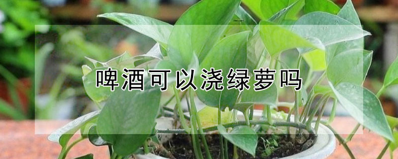 啤酒可以浇绿萝吗 啤酒可以浇绿萝吗?