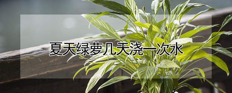 夏天绿萝几天浇一次水（夏天绿萝几天浇一次水?）