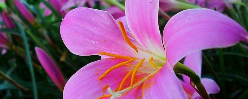 百合花如何催开 百合花如何催开花的方法