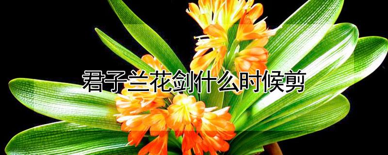 君子兰花剑什么时候剪 君子兰箭什么时候剪好