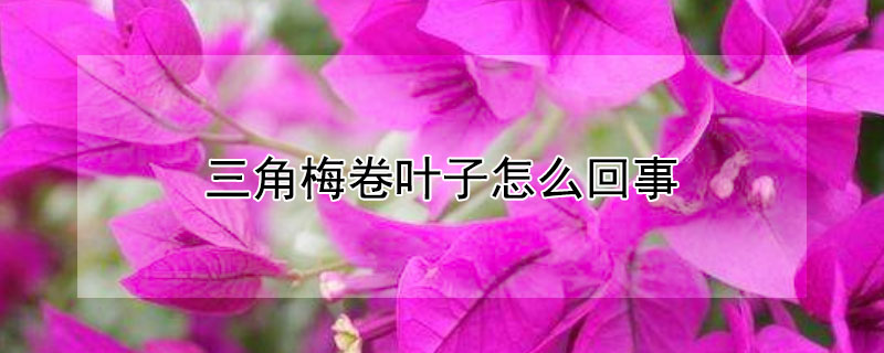 三角梅卷叶子怎么回事 三角梅叶子卷曲褶皱