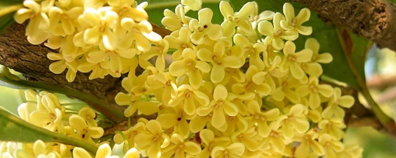 桂花叶子掉光还能活吗 桂花叶子掉光还能活吗图片