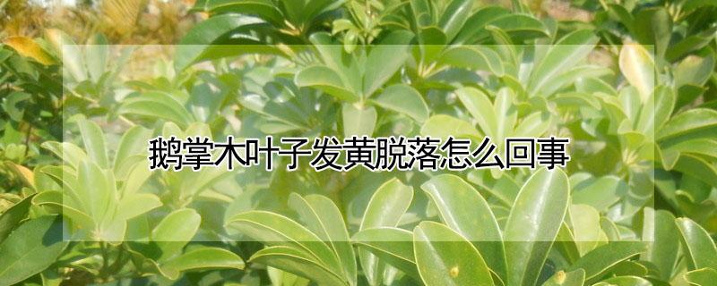 鹅掌木叶子发黄脱落怎么回事 鹅掌木叶子发黄脱落怎样挽救
