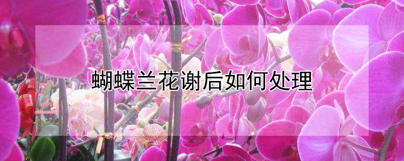 蝴蝶兰花谢后如何处理（蝴蝶兰花谢后如何处理最好）