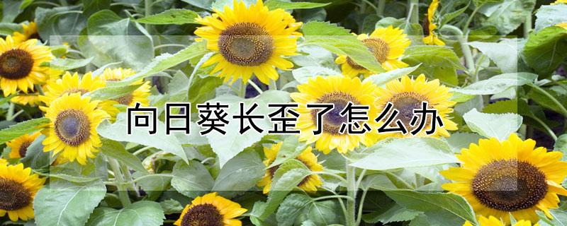 向日葵长歪了怎么办（向日葵长弯了）