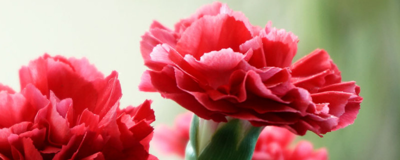 康乃馨花期是什么时候（康乃馨的花期是几月几日到几月几日）