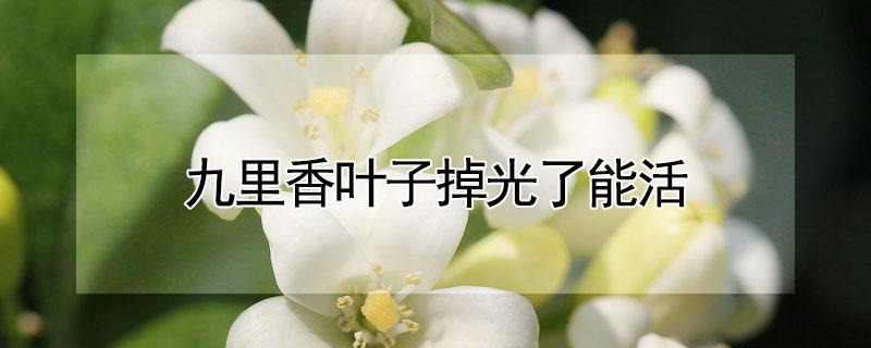 九里香叶子掉光了能活 九里香叶子落光了怎么办