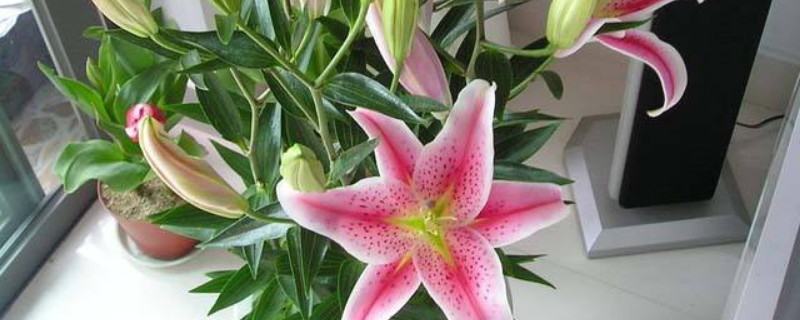 盆栽百合花的养殖方法和注意事项（百合花开完花后植株如何处理）