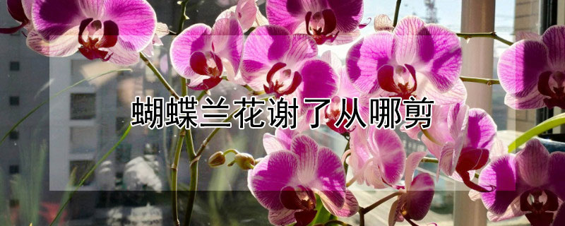 蝴蝶兰花谢了从哪剪（蝴蝶兰花谢后剪枝从基部咋剪）