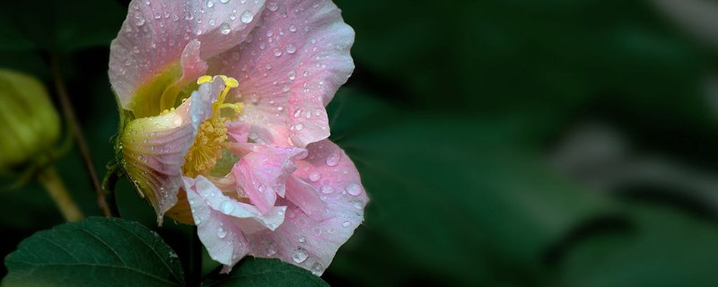 芙蓉花叶片水培的方法 芙蓉花叶子怎么用水培