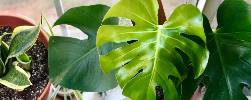 龟背竹会开花吗（龟背竹会开花吗图片）