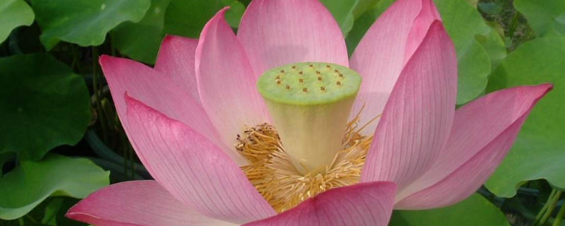 荷花会结果实吗（荷花会结果实吗为什么）
