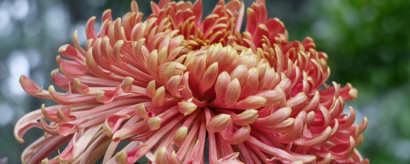 菊花如何扦插（菊花如何扦插成活率高）